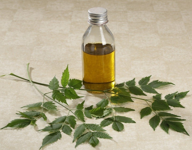 NEEM OIL BENEFITS FOR YOUR SKIN. IT’S A FABULOUS OIL!