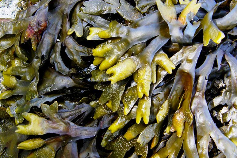 SKIN CARE BENEFITS OF SEA KELP ARE MUCH MORE SIGNIFICANT THAN YOU THINK!