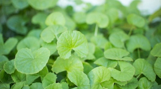 CENTELLA ASIATICA WHICH ALSO NAMED AS GOTU KOLA IS AN INGREDIENT TO LOOK FOR